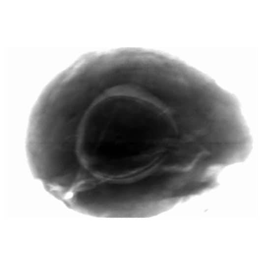 X-ray inspection of fruits – avocado inspection - product & process control 1