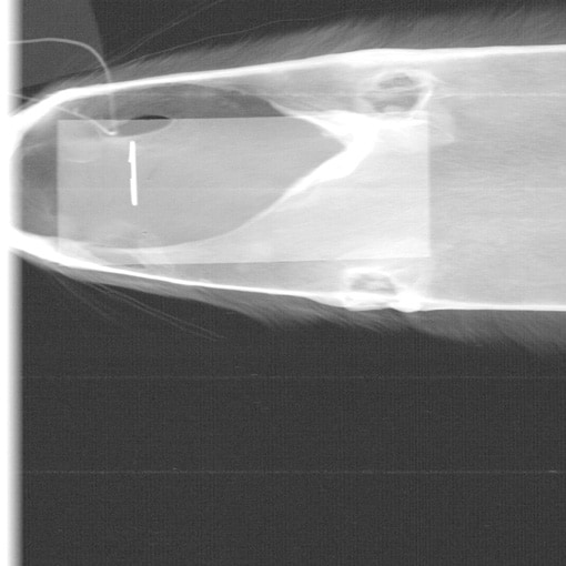 fur inspection xray